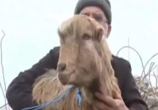 Σεισμός στην Τουρκία: Ανασύρθηκε ζωντανή κατσίκα μετά από 47 ημέρες