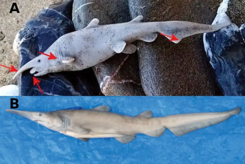 Sharkgate: «Νέο είδος καρχαρία στην Ελλάδα» ή μήπως γκάφα με πλαστικό παιχνίδι;