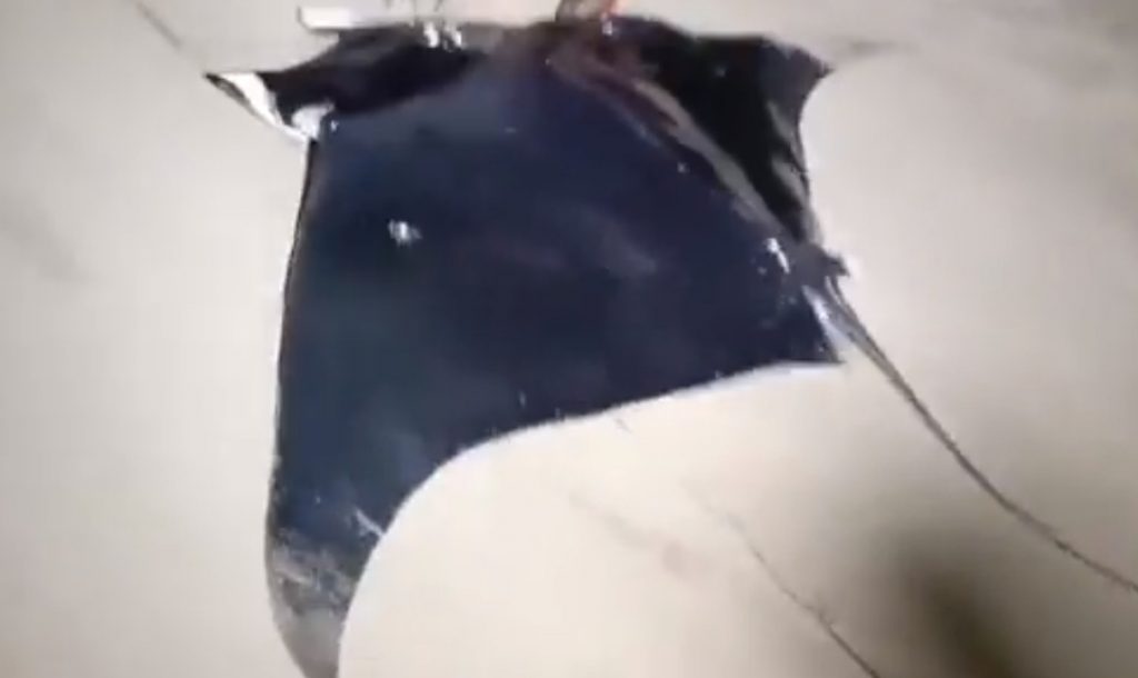 Σαλάχια που ζυγίζουν μέχρι 300 κιλά πιάστηκαν στα ανοιχτά της Λωρίδας της Γάζας