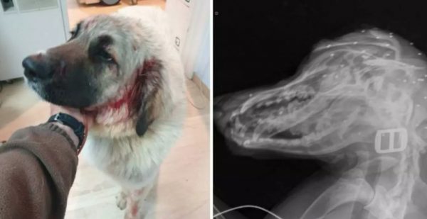 Ρέθυμνο: Άνδρας πυροβόλησε στο κεφάλι σκύλο που έπαιζε με παιδιά