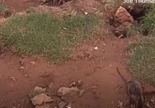 Ουαλία: Αρουραίοι σε μέγεθος γάτας «προκαλούν» τρόμο