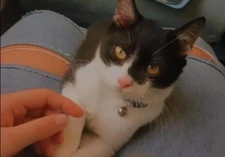 Τέμπη: Επέζησε από την τραγωδία και αναζητά τον γάτο της που ταξίδευαν μαζί