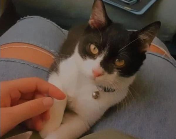 Τέμπη: Επέζησε από την τραγωδία και αναζητά τον γάτο της που ταξίδευαν μαζί