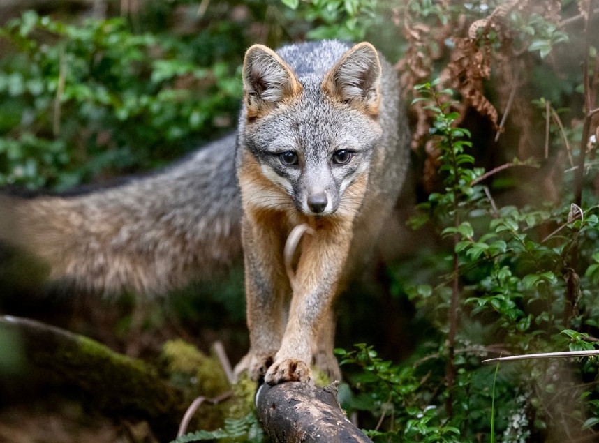Γρίπη των πτηνών: Νεκρές τρεις αλεπούδες κοντά στο Παρίσι – Ανησυχία ΠΟΥ για εξάπλωση σε θηλαστικά