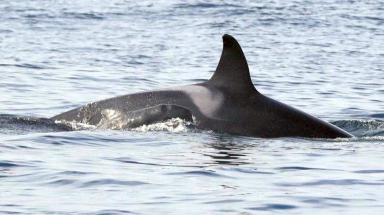 Όρκα που υιοθέτησε δελφίνι εκπλήσσει τους βιολόγους