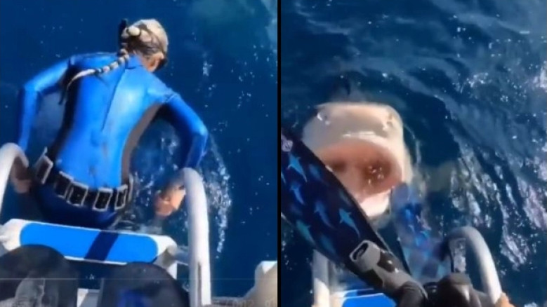 Γλίτωσε από τα σαγόνια του καρχαρία - Ήρθαν face to face τη στιγμή που πήγε να βουτήξει