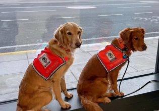 Σεισμός: Ταξίδεψαν πρώτη θέση τα σκυλιά διασώστες της Τουρκίας