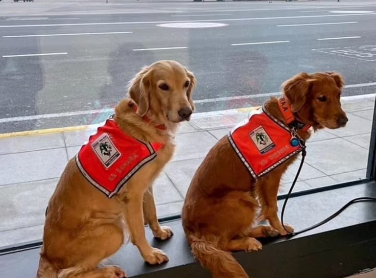 Σεισμός: Ταξίδεψαν πρώτη θέση τα σκυλιά διασώστες της Τουρκίας