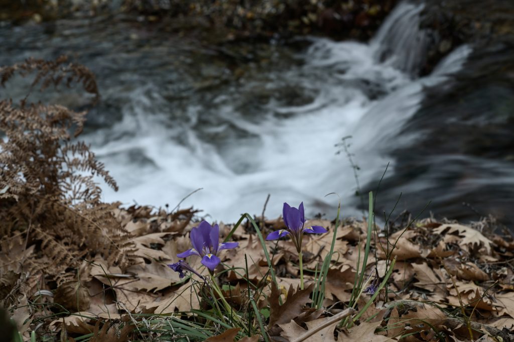 Θεσσαλονίκη: Ταυτοποιήθηκε η σορός του άνδρα που επέπλεε στον Αξιό ποταμό
