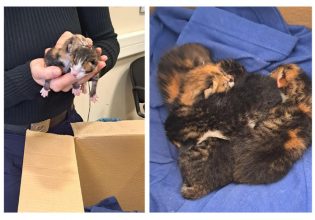 Πέταξε γατάκια στα σκουπίδια – Χειροπέδες σε ηλικιωμένη στον Βόλο