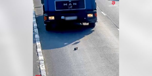 Έσωσε γατάκι από βέβαιο θάνατο σε πολυσύχναστη λεωφόρο