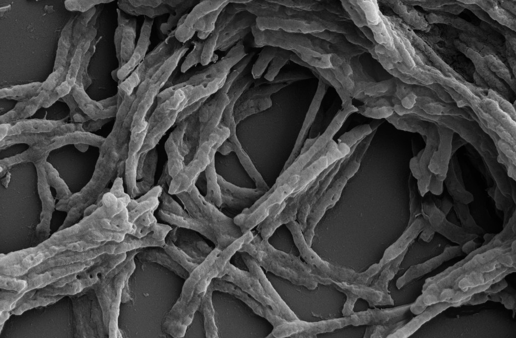 Βακτήριο που παράγει ηλεκτρισμό από τον αέρα θα μπορούσε να γίνει νέα ΑΠΕ