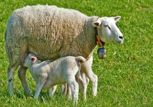 Ρέθυμνο: «Ανοίγει ο δρόμος» αναβίωσης της Γεωργικής Σχολής Ασωμάτων