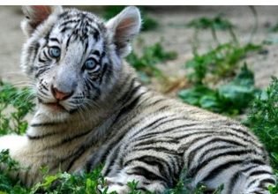 Αττικό Πάρκο: Εγκατέλειψαν λευκό τιγράκι στον κάδο με τα σκουπίδια