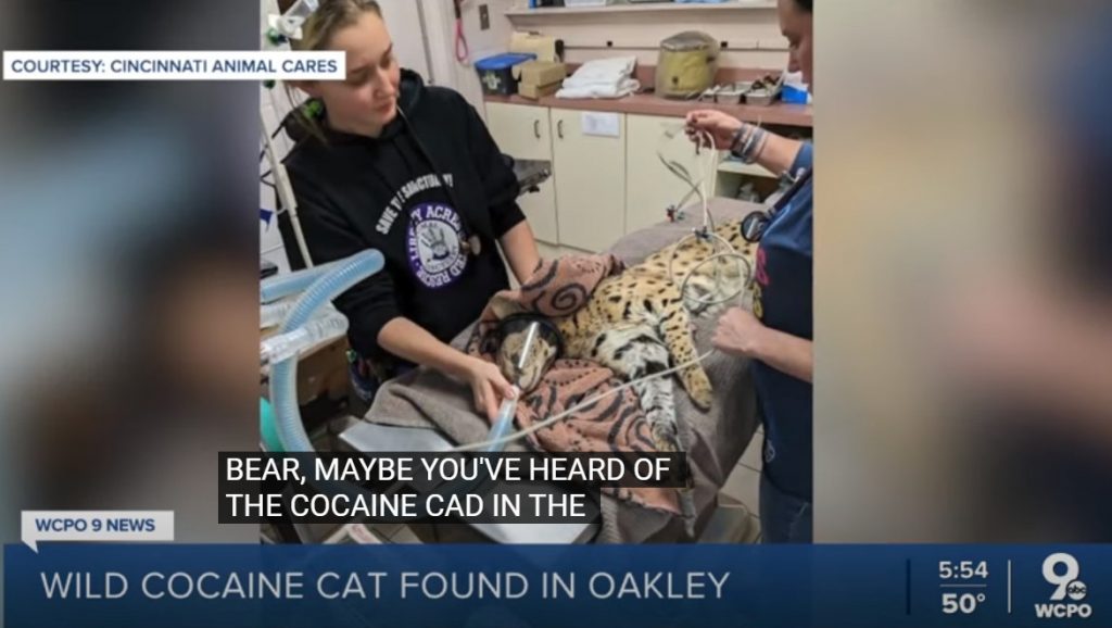 Αγριόγατα σερβάλ βρέθηκε θετική στην κοκαΐνη – Η είδηση που έγινε trend στα social media