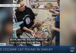 Αγριόγατα σερβάλ βρέθηκε θετική στην κοκαΐνη – Η είδηση που έγινε trend στα social media