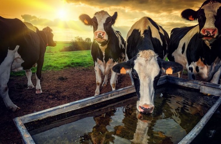 ΕΕ: Γάλα και κρέας σε κρίση – Ποιες είναι οι προβλέψεις για το 2023