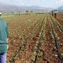 Πανελλαδική Επιτροπή Μπλόκων: Ετοιμάζονται για την Αθήνα οι αγρότες