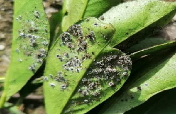 Εσπεριδοειδή: Εξαπλώνεται ο μαύρος αλευρώδης – Μέτρα προστασίας