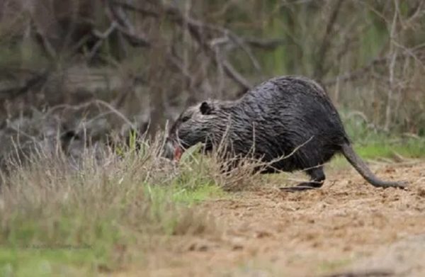 Αλεξανδρούπολη: Νέα εμφάνιση μυοκάστορα – Αυτή τη φορά σε λιμνάζοντα νερά