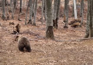 Οι αρκούδες στο Νυμφαίο ξύπνησαν από την χειμερία νάρκη