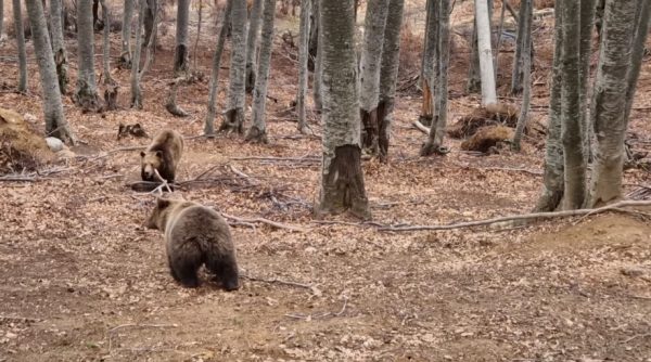 Οι αρκούδες στο Νυμφαίο ξύπνησαν από την χειμερία νάρκη