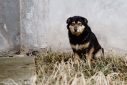 Κτηνωδία στη Δράμα: Έκοψε με ψαλίδι τα αυτιά αδέσποτου σκύλου