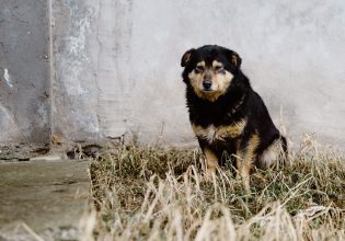 Κτηνωδία στη Δράμα: Έκοψε με ψαλίδι τα αυτιά αδέσποτου σκύλου