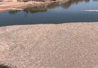 Αυστραλία: Εκατομμύρια νεκρά ψάρια σε αποσύνθεση γέμισαν ποταμό