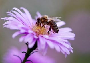 Μέλισσες: Πώς θα τις προστατέψετε από ψεκασμούς