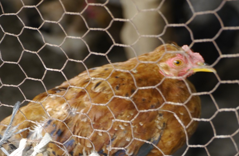 EFSA: Εναλλακτικές λύσεις για την βελτίωση της ευζωίας των πουλερικών