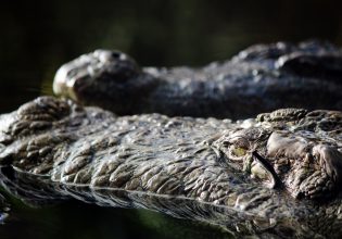 Αυστραλία: Φόβος μετά τις πλημμύρες για τους κροκόδειλους που παραμονεύουν στα νερά