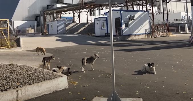 Υπάρχει κάτι περίεργο με τα σκυλιά που ζουν στο Τσερνόμπιλ