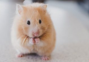 Επιστήμονες δημιουργούν ποντίκια με δύο πατέρες μετά την παραγωγή ωαρίων από αρσενικά κύτταρα