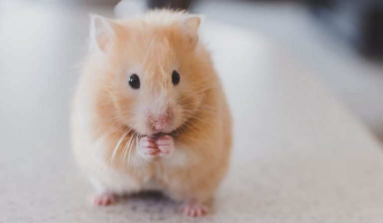 Επιστήμονες δημιουργούν ποντίκια με δύο πατέρες μετά την παραγωγή ωαρίων από αρσενικά κύτταρα