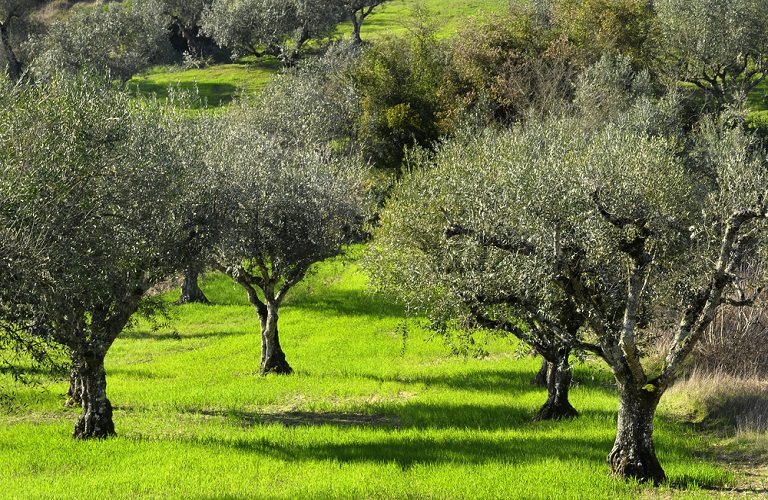 Ελιά: Επεμβάσεις για ασθένειες και εχθρούς