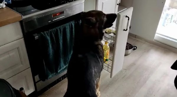 Θεσσαλονίκη: Έκρυβε την κοκαΐνη μέσα στο ρύζι – Την εντόπισε ο σκύλος της δίωξης ναρκωτικών