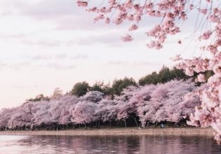 Οι κερασιές άνθισαν δέκα μέρες νωρίτερα στο Τόκιο