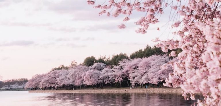Οι κερασιές άνθισαν δέκα μέρες νωρίτερα στο Τόκιο