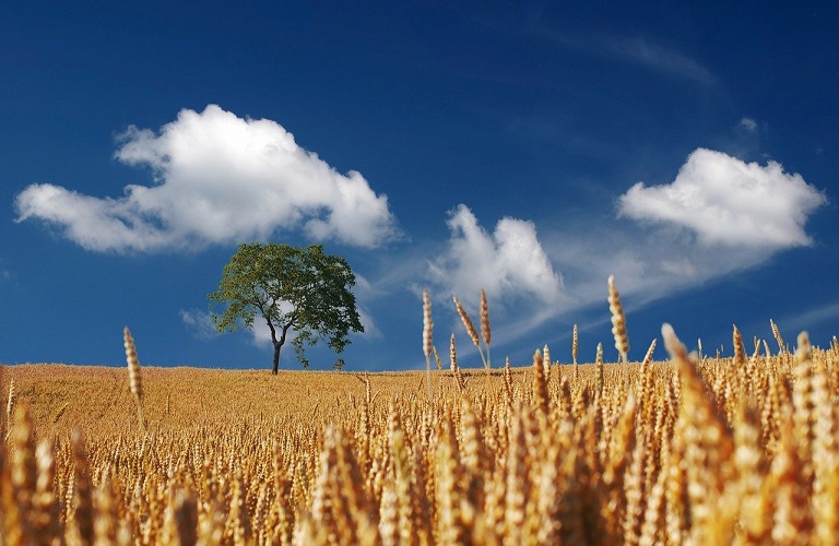 Eurostat: Πόσο κοστίζει η ενοικίαση αγροτικής γης