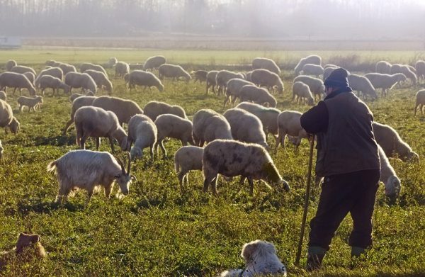 Ζωοτροφές: Τι ισχύει με την ενίσχυση για τους νεοεισερχόμενους κτηνοτρόφους