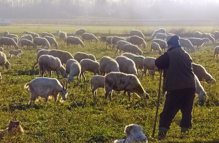 Ζωοτροφές: Τι ισχύει με την ενίσχυση για τους νεοεισερχόμενους κτηνοτρόφους