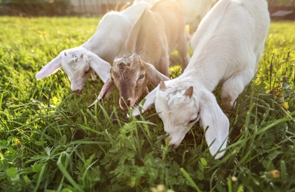 ΣΕΚ: Πλήγμα για τους κτηνοτρόφους η ένταξη των αμνοεριφίων στο «καλάθι»