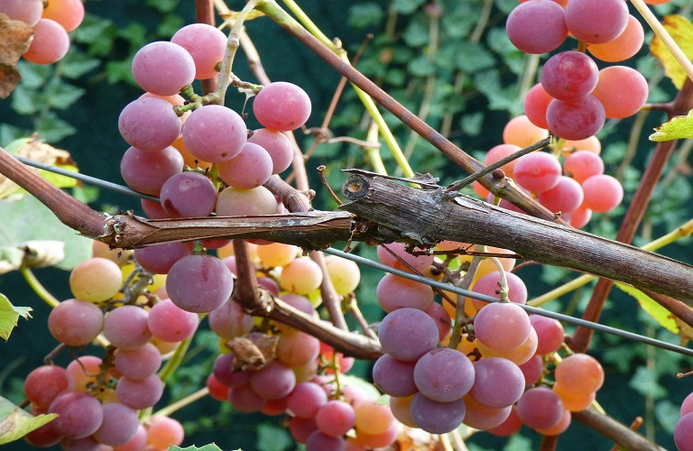 grapes 0