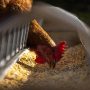 Πτηνοτροφία: Με λουκέτο απειλείται πάνω από το 50% των επιχειρήσεων