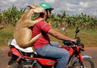 Με τη γίδα στην πλάτη