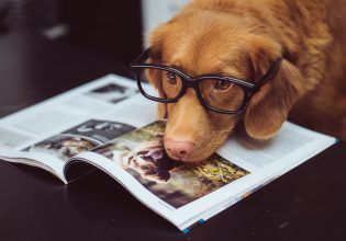 Θα έπαιρνες τον σκύλο σου στη δουλειά; Η απόφαση της Ευρωπαϊκής Επιτροπής που ανοίγει τον δρόμο