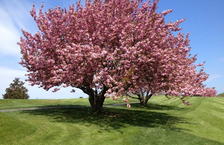 Κερασιά: Πώς θα αντιμετωπίσετε τη μονίλια