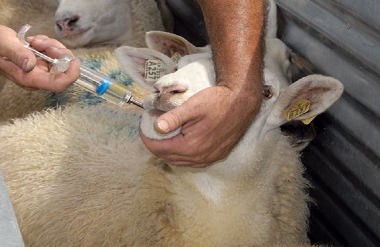 Κτηνοτρόφοι: Συμμορφώνονται με τους κανονισμούς για τα κτηνιατρικά φάρμακα