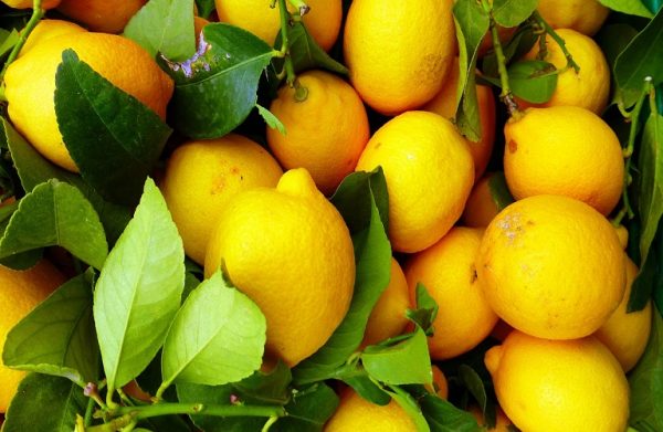 Έβρος: Μπλόκο σε ακατάλληλα λεμόνια και αμπελόφυλλα